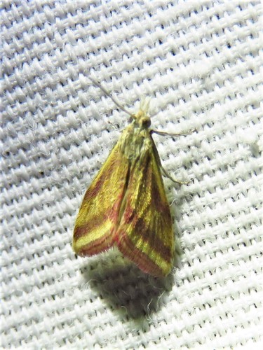 Whip-marked Snout Moth photo 3