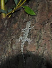 Gekko japonicus