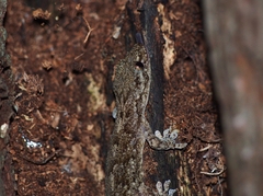 Gekko japonicus