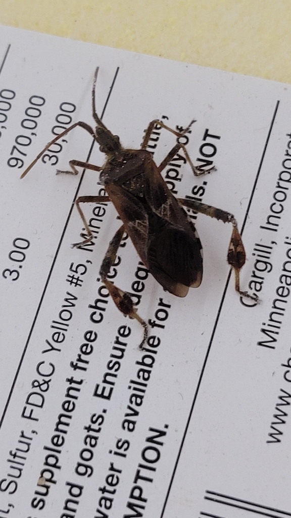 Clypealis from Gallipolis, OH 45631, USA on November 05, 2021 at 0212