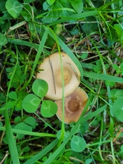 Psilocybe