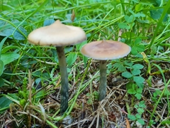 Psilocybe
