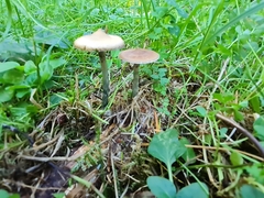 Psilocybe
