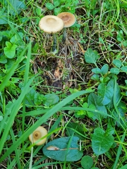 Psilocybe
