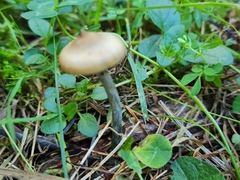 Psilocybe