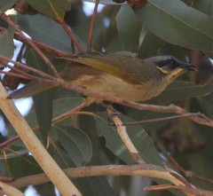 Lichenostomus cratitius