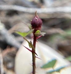Rosa spithamea