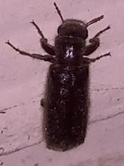 Melalgus plicatus
