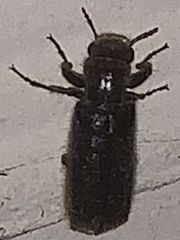 Melalgus plicatus
