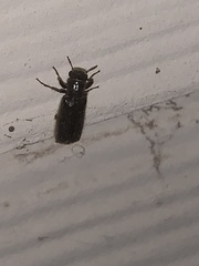 Melalgus plicatus