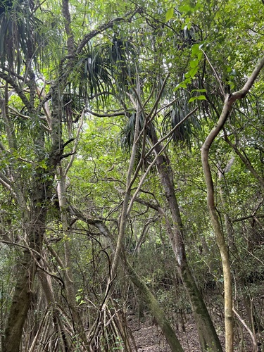Pandanus tectorius observed 2022-04-13
