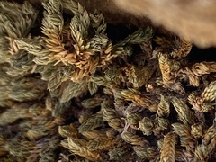 Selaginella leucobryoides