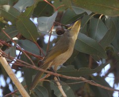 Lichenostomus cratitius