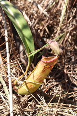 Nepenthes