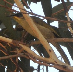 Lichenostomus cratitius