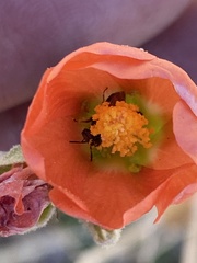 Macrotera