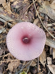 Leucoagaricus lilaceus