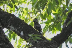 Dendrocopos atratus