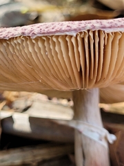 Leucoagaricus lilaceus