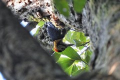 Dendrocopos darjellensis