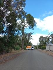 Corymbia calophylla