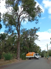 Corymbia calophylla
