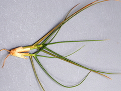 Distichlis distichophylla