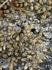 Selaginella leucobryoides