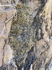 Selaginella leucobryoides