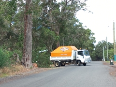 Corymbia calophylla