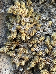 Selaginella leucobryoides