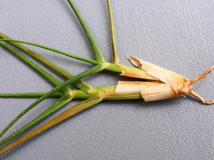 Distichlis distichophylla