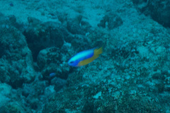 Pomacentrus auriventris