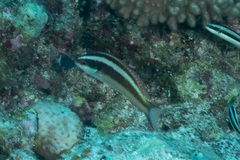 Pseudocoris heteropterus