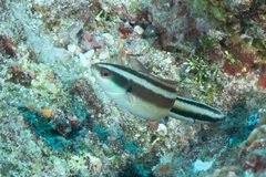 Pseudocoris heteropterus