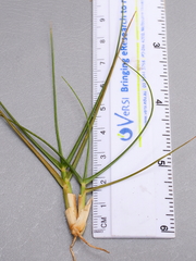 Distichlis distichophylla