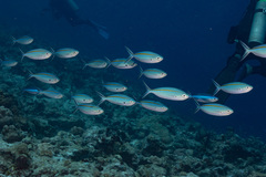 Caesio caerulaurea