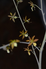 Prosthechea michuacana