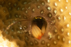 Paguritta corallicola