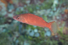 Oxycheilinus digramma