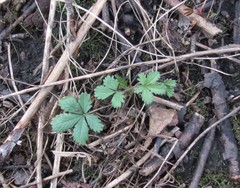 Potentilla thuringiaca