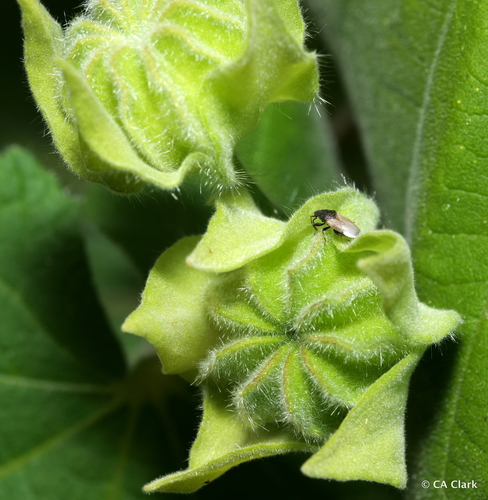 Abutilon grandifolium