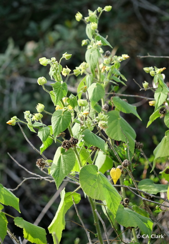 Abutilon grandifolium