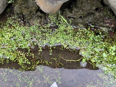 Callitriche peploides