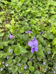 Viola