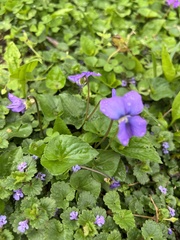 Viola