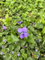 Viola