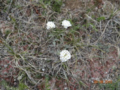 Smelowskia alba