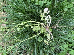 Cardamine hirsuta