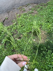 Cardamine hirsuta